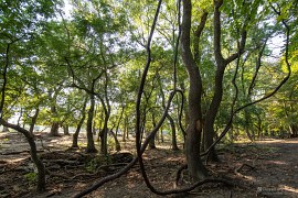 V letejské džungli (2024)