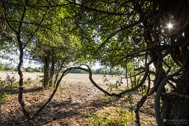 Člověk musí být na pozoru, aby si nespletl liánu s hadem (2024)