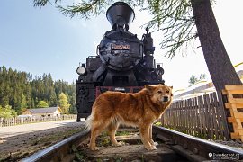 Pes před lokomotivou (2018)