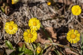 Jaro v Luna Șes (2025)