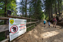 Upozornění na výskyt medvědů u výstupové trasy na Piatru Singuraticu (2024)