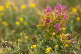 Okolní vegetace (2024)