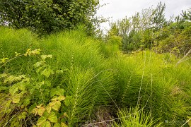 Mokřadní přeslička v blízkosti jezera (2024)