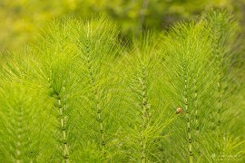 Přesličky a jejich nádherná zelená (2024)