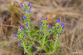 Hadinec obecný (2024)