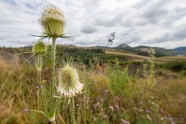 Okolní vegetace (2024)