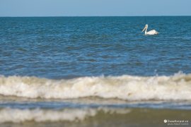 Pelikán na hladině Černého moře (2023)