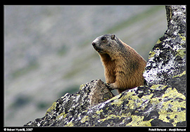 Svišť horský (Marmota marmota) pod sedlem Poarta Bucurei v Retezatu v rumunských Karpatech