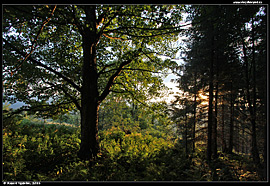 Večerní les u lesní chaty Kopačno