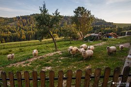 Ovce u Chaty na konci sveta, Vychylovka (2016)