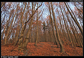 Listnaté lesy jsou typickým obrázkem Považského Inovce