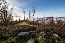 Řídký les ve vrcholových partiích hory (2022)