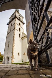 Revúca - kočka před kostelem