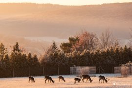 Lesní zvěř v oboře nad Starou Turou (2023)