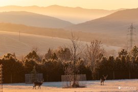 Lesní zvěř v oboře nad Starou Turou (2023)