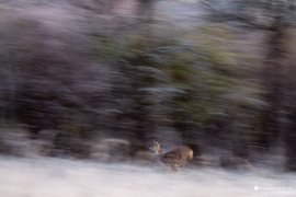 Divoká lesní zvěř nad Starou Turou (2023)