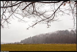 Pasoucí se ovce u osady Krížna nedaleko Počúvadelského jezera