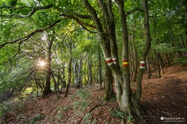 Značkovník chapadlovitý, tajemný strom v temnější části lesa pod Čiernachovem (2022)