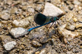 Sameček vážky motýlice lesklé (Calopteryx splendens) (2025)