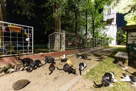 Kočičí ráj před Českým domem (2025)