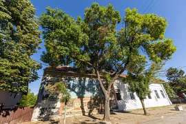 Nádherně košatý strom (2025)