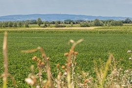Z Panonské nížiny vystupující pohoří Fruška gora s výrazným vysílačem Iriški Venac (2025)