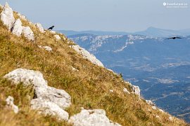 Pohled na vápencová skaliska hory Glogovački vrh, v pozadí Vedernik (Ведерник, 1124 m) na Staré planině v Bulharsku (2019)