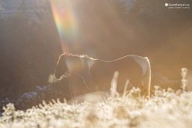 Kůň ozářený prvními ranními paprsky slunce (2018)
