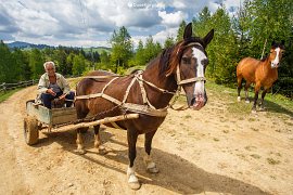 Cestování v horách na koňském povoze, kůň vpravo je hucul (2018)