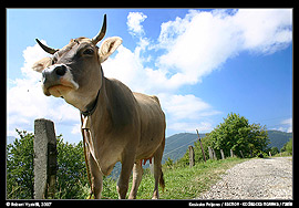 Kráva při stoupání z Rachova na sedlo nad Kosivskou Polanou