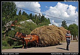 Koně ve vesničce Nyžnij Studenyj