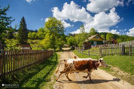 Okrajová část Putyly v údolí Storonec (Сторонець), malý klučina nahání krávu (2018)