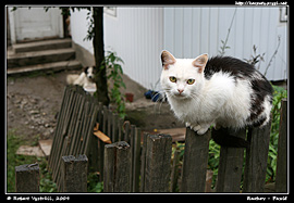 Kočka na plotě v části města za nádražím