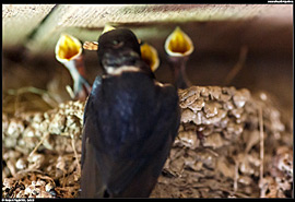 Vlaštovka krmí mladé ptáčata v hnízdě uvnitř hospodářského stavení ve vesnici Mokrá (2013)