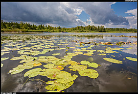 Šacká jezera (Шацькі озера), jezero Luky (озеро Луки) - nádherná přírodní scenérie s lekníny