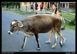 Pasačka krav v Siněviru (2006)