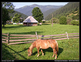 Pasoucí se kůň v Siněvirské Polaně (2006)