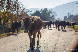 Krávy na silnici potvrzují správně zvolený název Tuřích Remet:) (2017)