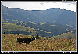 Verchovina - výhled na Boržavu